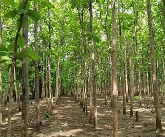 लकड़ी की यह वैरायटी बनी किसानों का 'ATM', सिर्फ 5 साल में बदल जाएगी किस्मत, एक्सपर्ट से जानें तरीका